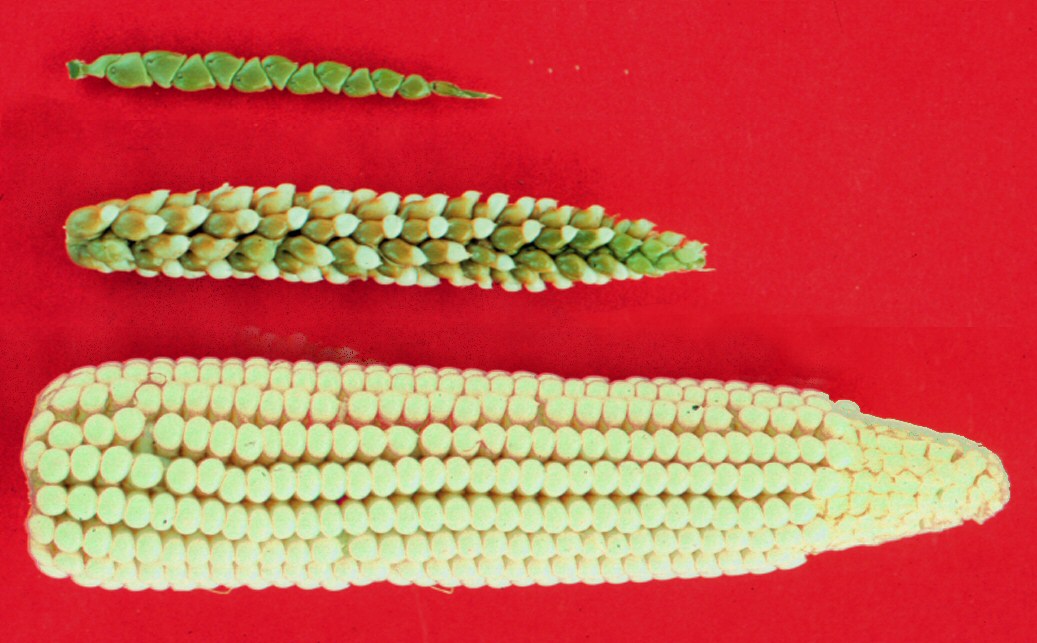 teosinte to maize