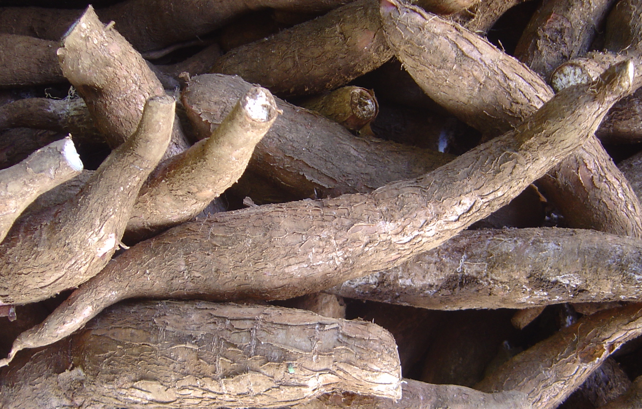 Manioc