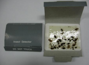 Trapped insects