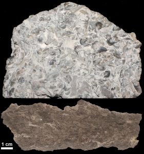 Piece of limestone rock full of small fossils