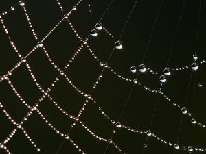 The water drops are sticking to a spider's web