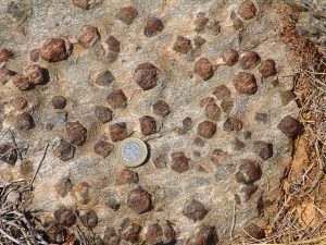 Large weathered garnet crystals in a matrix of platy micas. The garnets are round-shaped with octagonal sides.