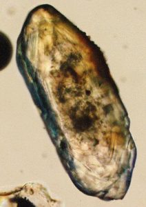 Photo by Foto Chd (german wikipedia, https://de.wikipedia.org/wiki/Benutzer:Chd), used under the terms of the GNU Free Documentation License Photomicrograph of zircon crystal