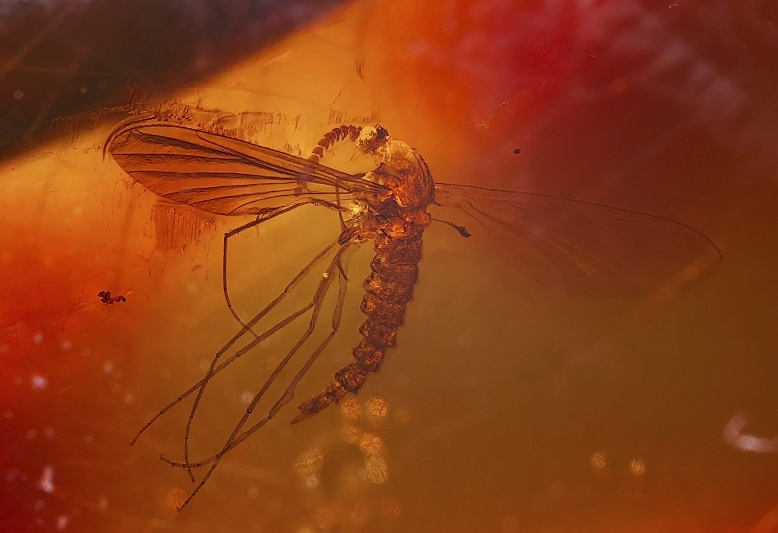 This file is licensed under the Creative Commons Attribution-Share Alike 4.0 International license. Mosquito trapped in amber in actal preservation