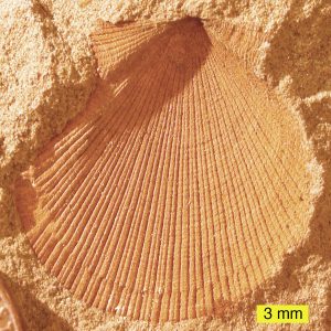 Photo of external mold of a clam shell