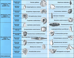 USGS image Image showing index fossils that identify ages of the Geologic Time Scale