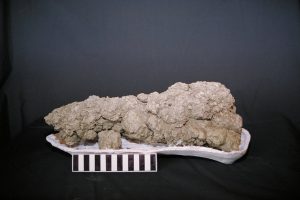 USGS, public domain fossilized animal droppings