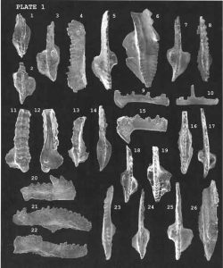 USGS image, public domain Illustration of microscopic conodonts from Alaska showing several different plate and tooth-like forms