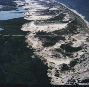 Source: USGS image in the Public Domain Parabolic dunes anchored by vegetation such that wind blows out the central part and leaves sand wings pointing back from prevailing wind direction
