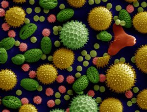 Source: Dartmouth Electron Microscope Facility, Dartmouth College - https://en.wikipedia.org/wiki/File:Misc_pollen_colorized.jpg Close up image of what pollen looks like.