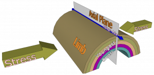 Model of anticline. Oldest beds are in the center and youngest on the outside. The axial plane intersects the center angle of bend. The hinge line follows the line of greatest bend, where the axial plane intersects the outside of the fold.