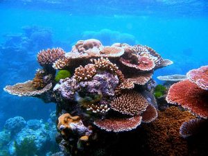 The reef has many intricacies.