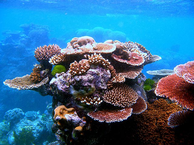 "By The reef has many intricacies.