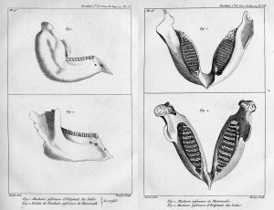 It shows two views of each jaw.