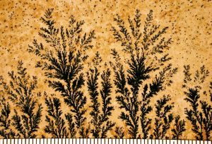 The mineral look like a fern. They are black and branching.