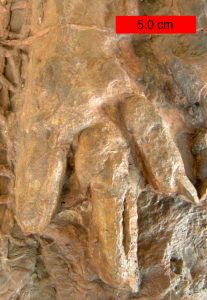 This footprint of a dinosaur is three toes.