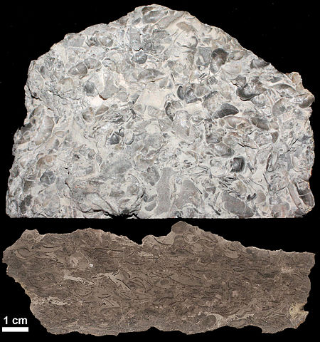 Rock has many fossils throughout