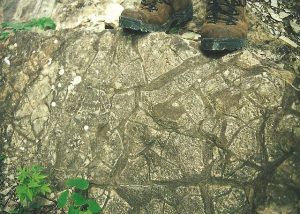 The cracks are in several directions, forming squares, triangles, and other polygonal shapes.