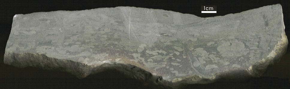 There are several ovals and lines representing places where organisms crawled through the sediment.