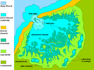 By Foxbat deinos The tidal flat it a network of channels.