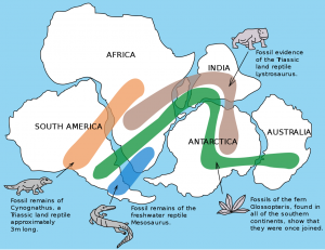 There are four different fossil organisms that connect South America, Africa, India, Antartica, and Australia.