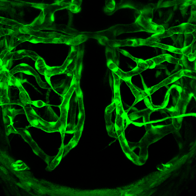 14.2.1 Neural Blood Vessels