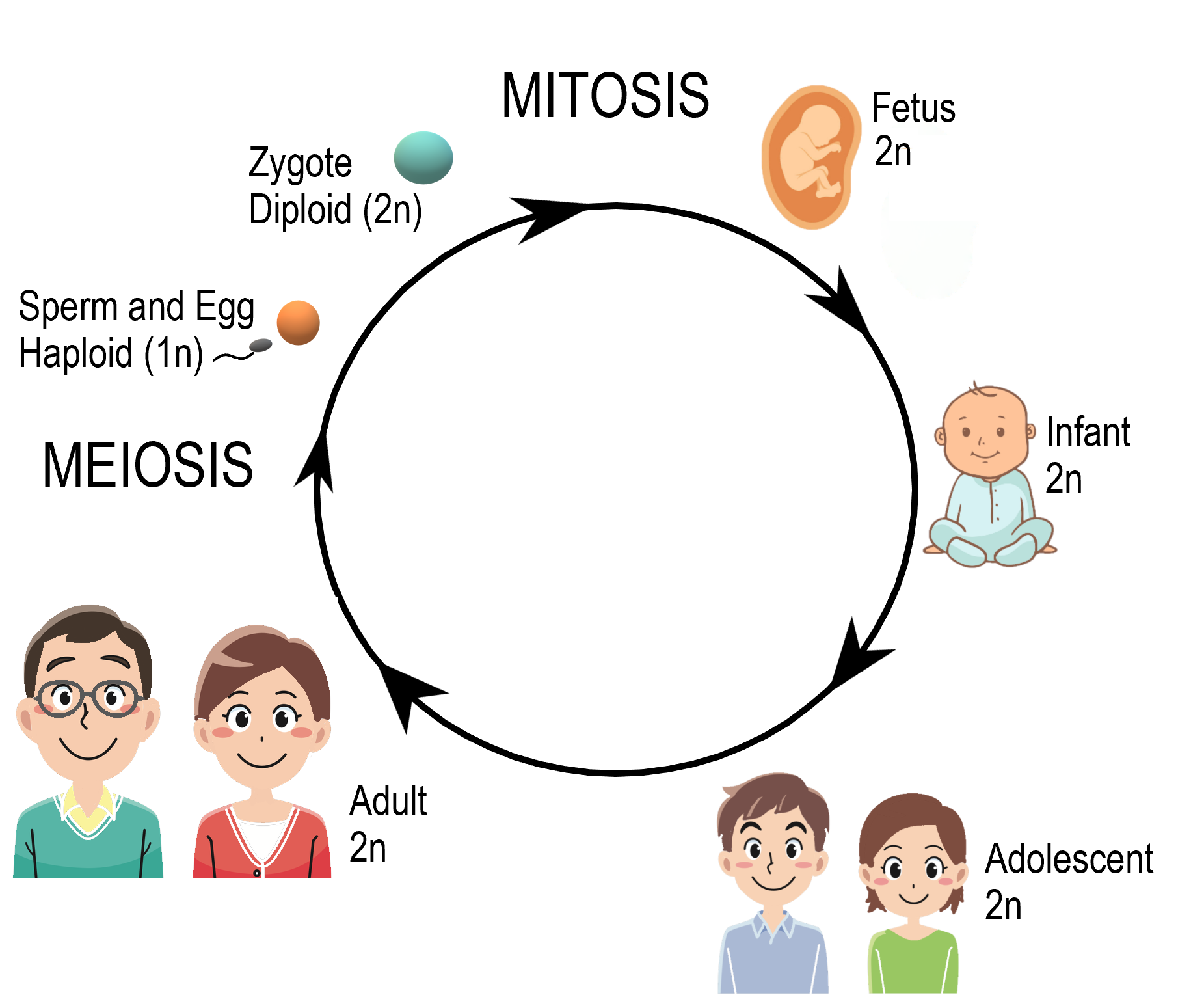 Image illustrates the human life cycle