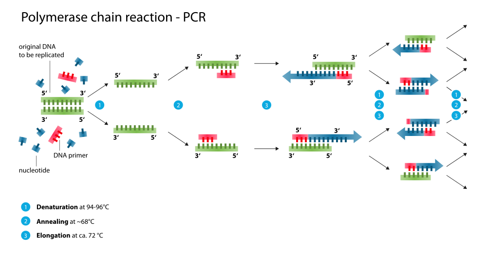 Polymerase Chain Reaction