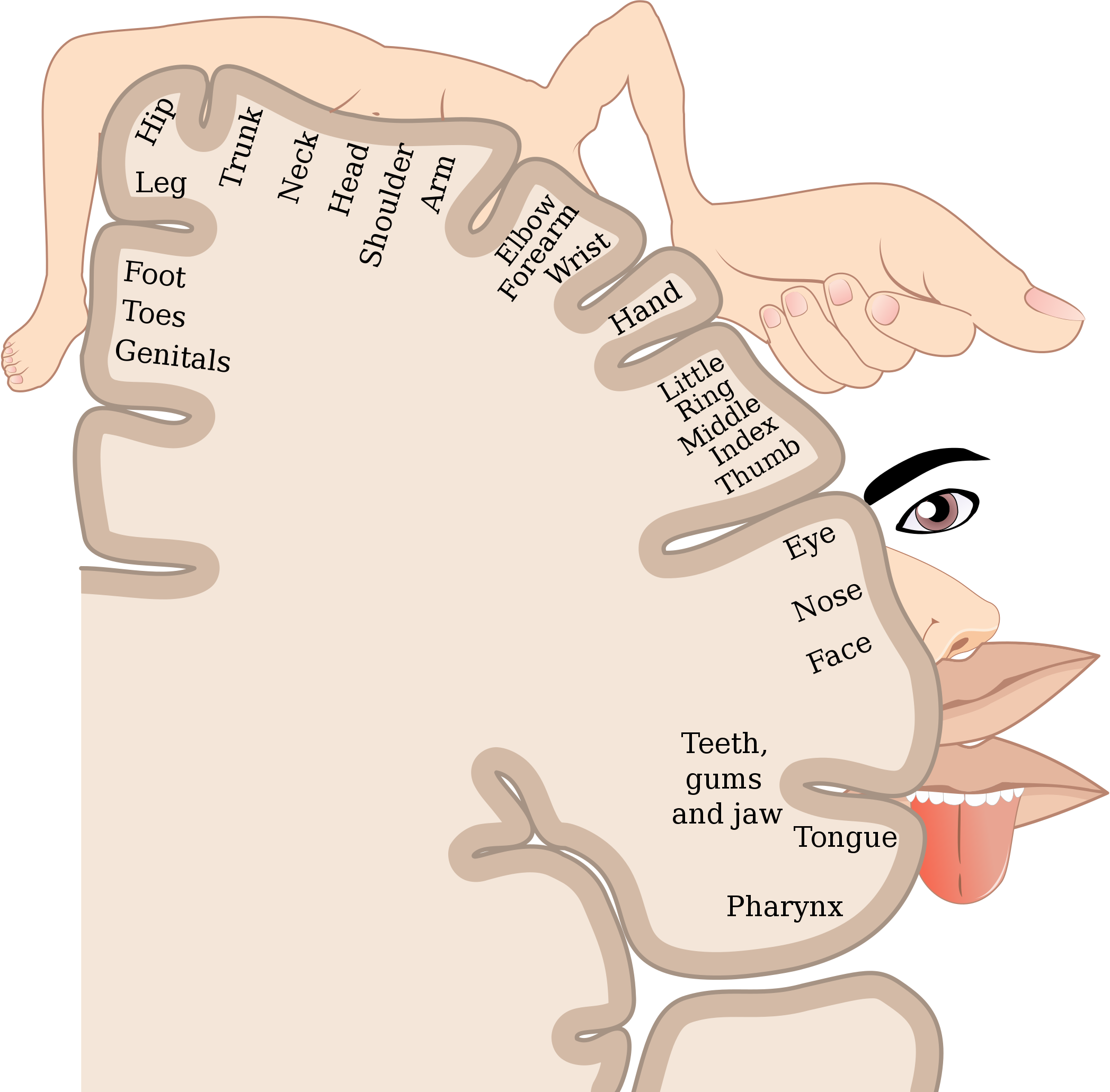 Sensory Homunculus