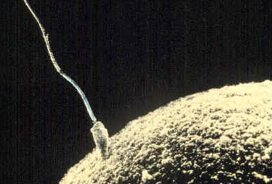 17.2.1 Sperm and Egg