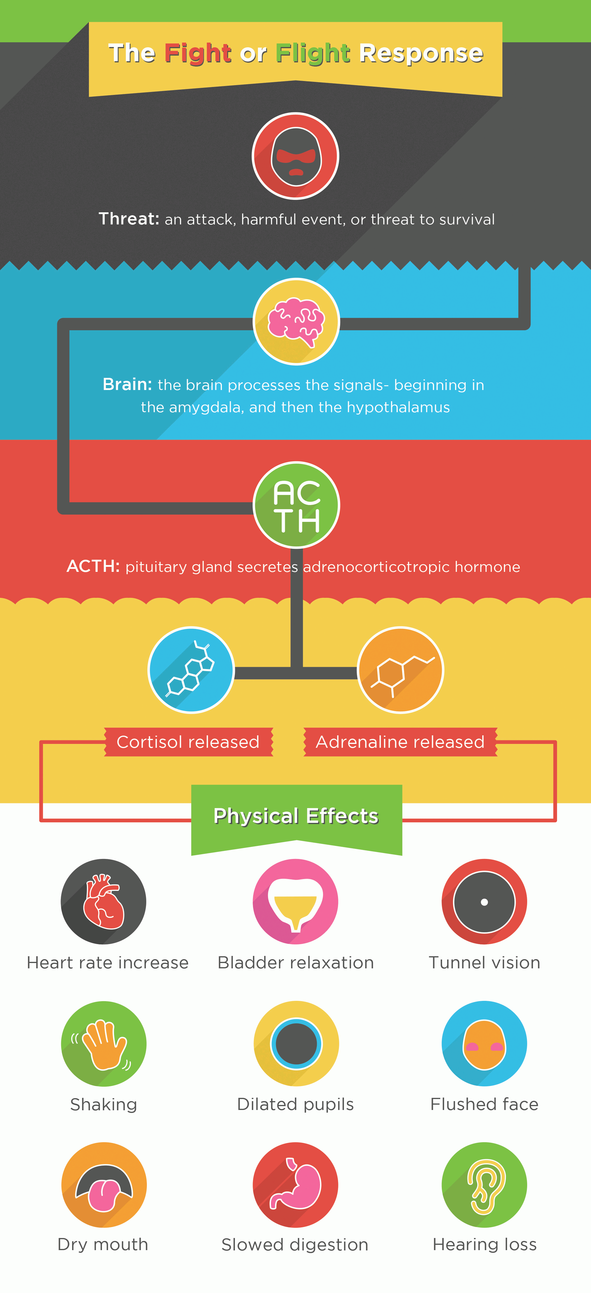 The fight or flight response