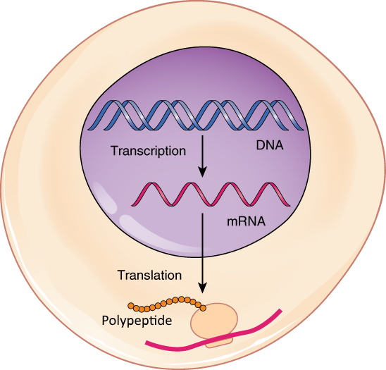 Image shows a diagram of a basic overview of protein