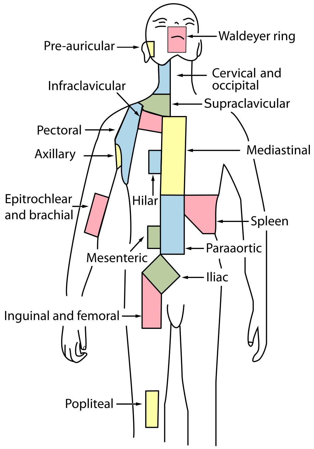 17.3.9 Lymph Node Regions