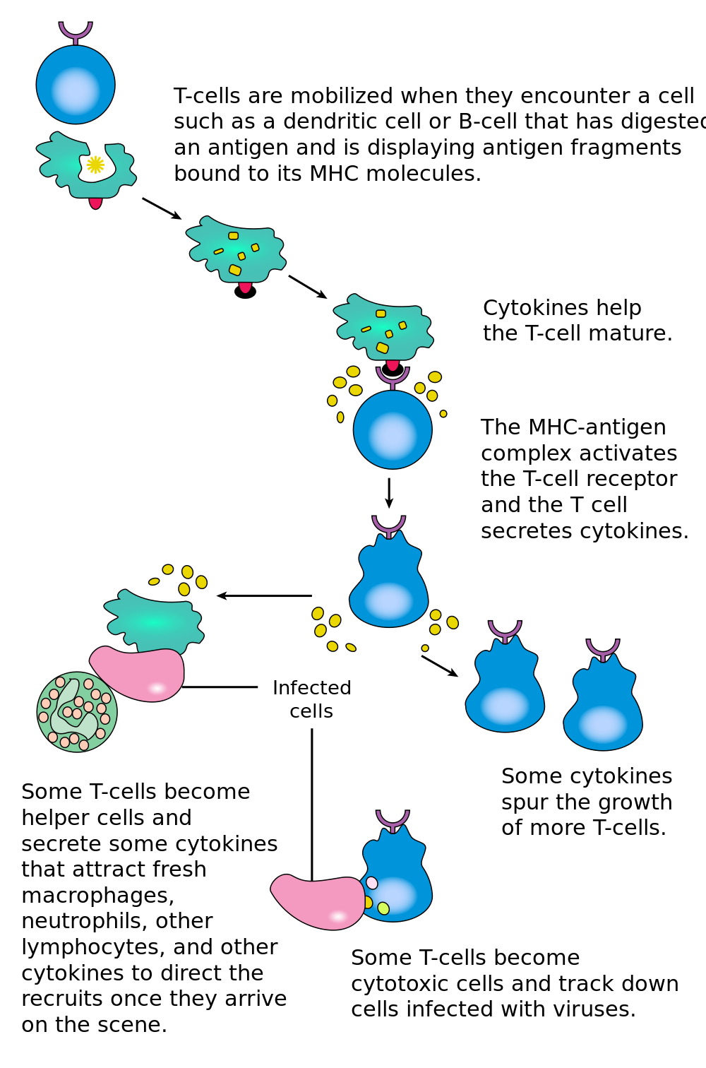 17.5.2 T-Cell Activation