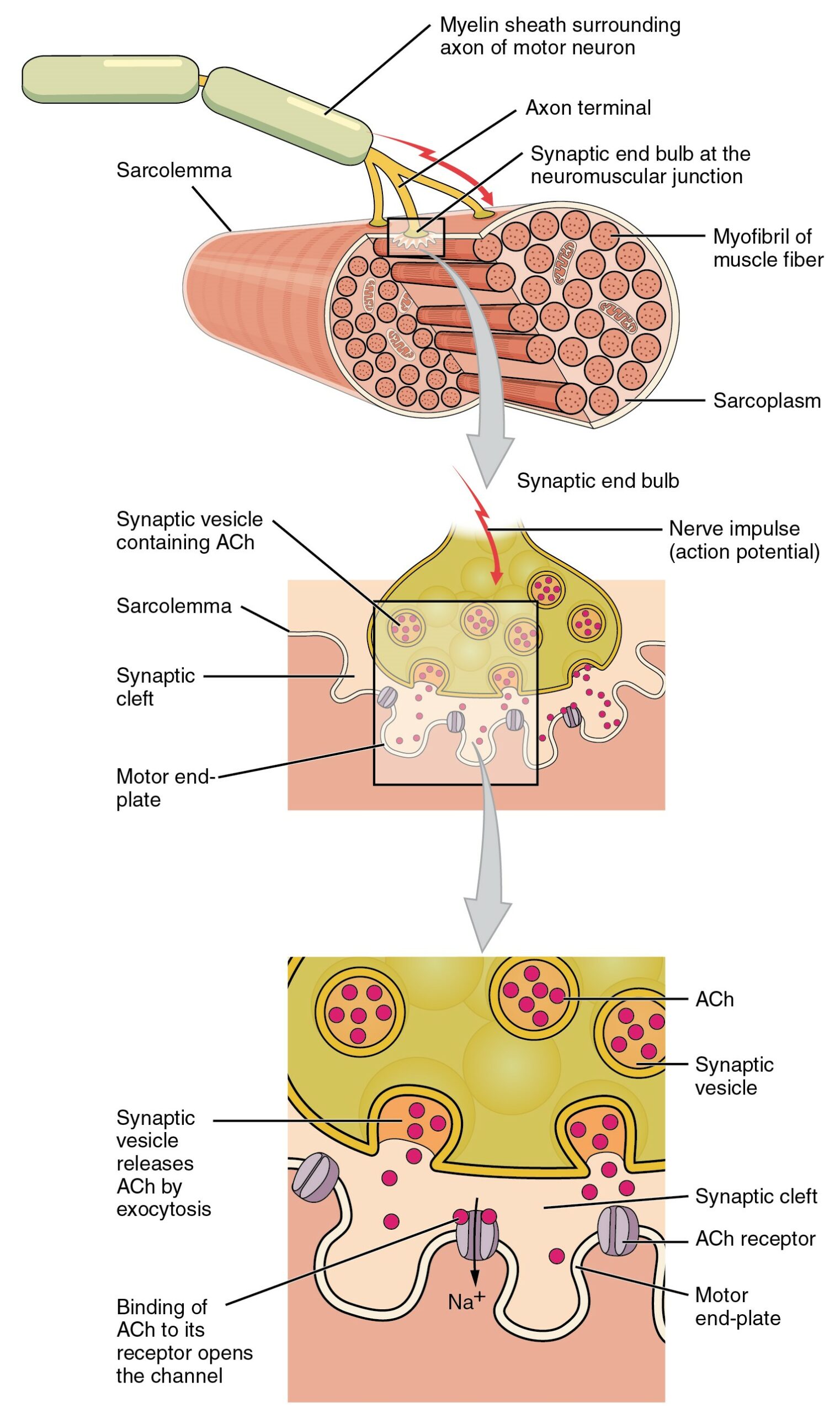 12.4 Neuromuscular Junction