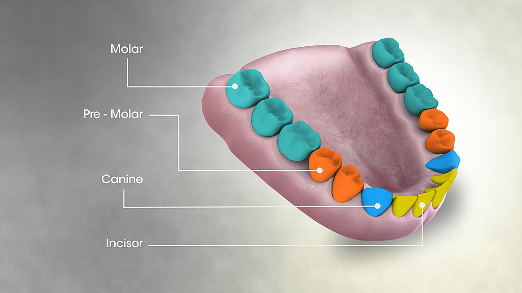 15.4.4 Teeth