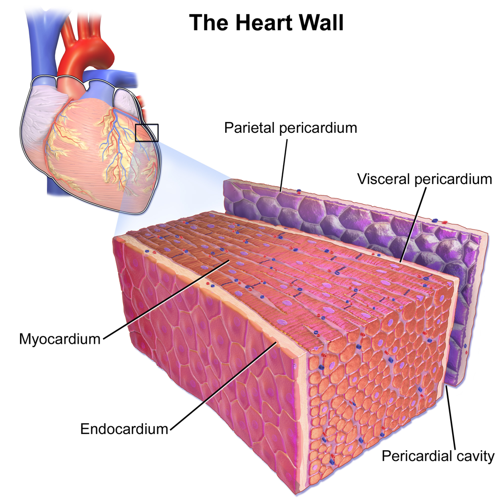 11.3 Cardiac Muscle