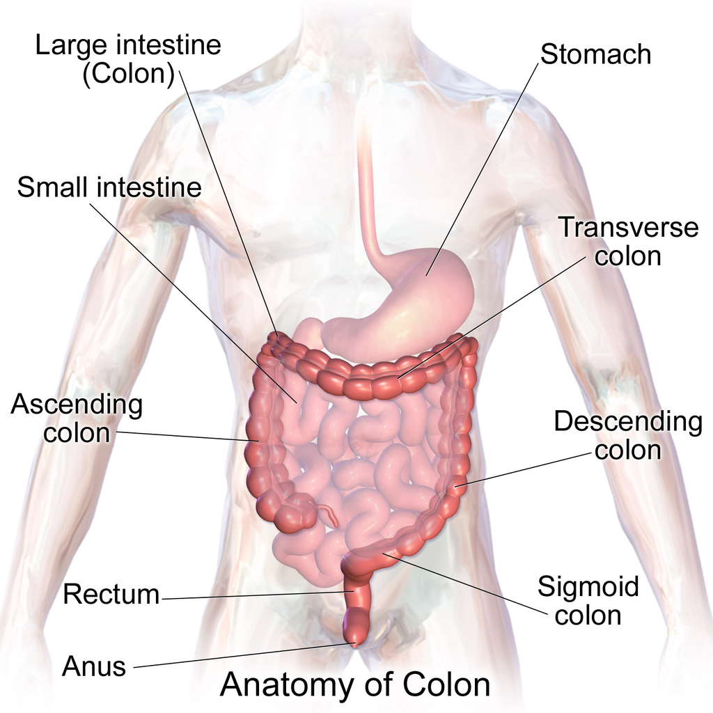 15.5.5 Large Intestine