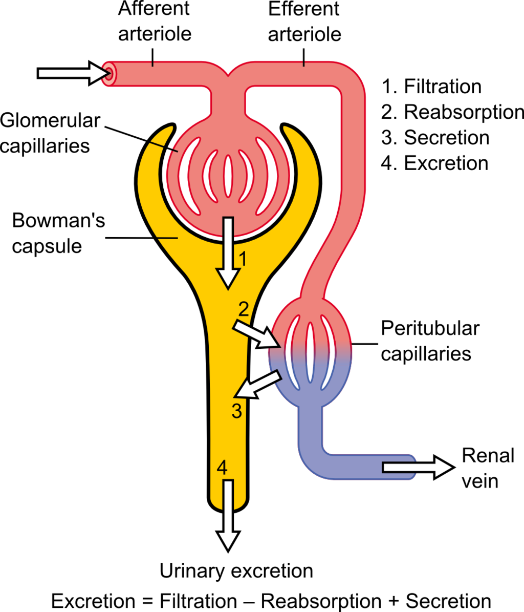 16.4.6 Urine Formation at the Nephron