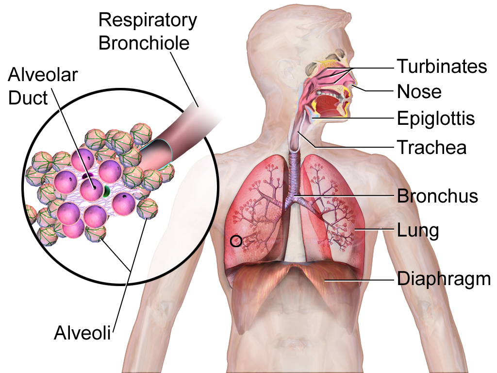 16.2.5 Respiratory System