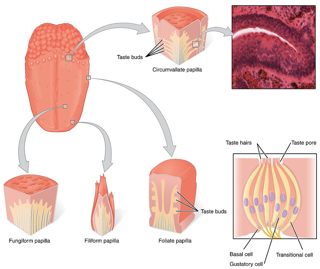 15.4.3 Papillae