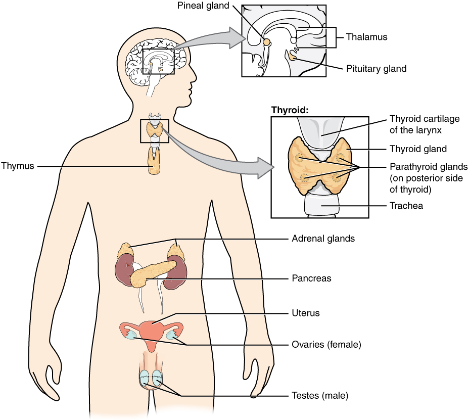 The Endocrine System