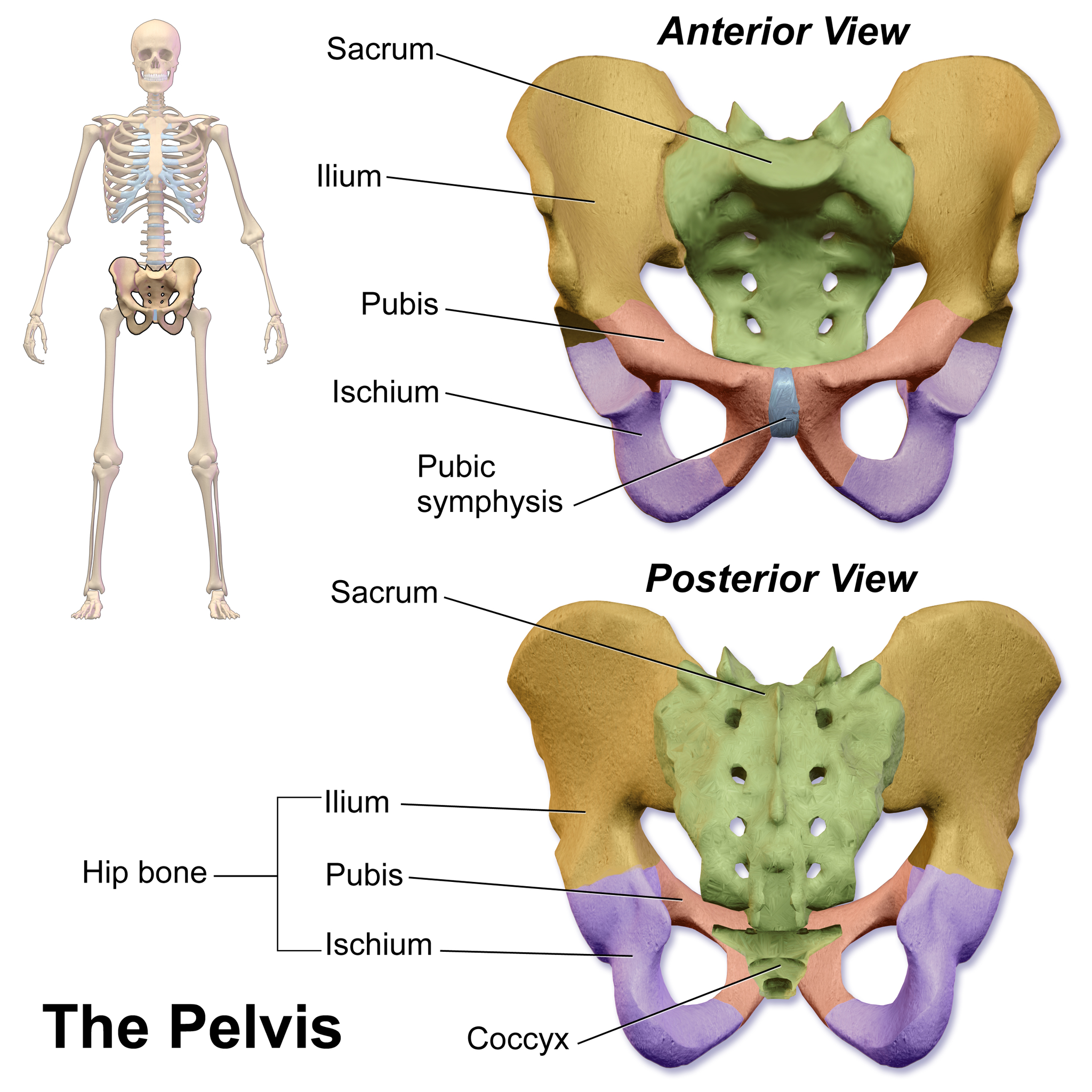 11.3.15 Bones of the Pelvic Girdle