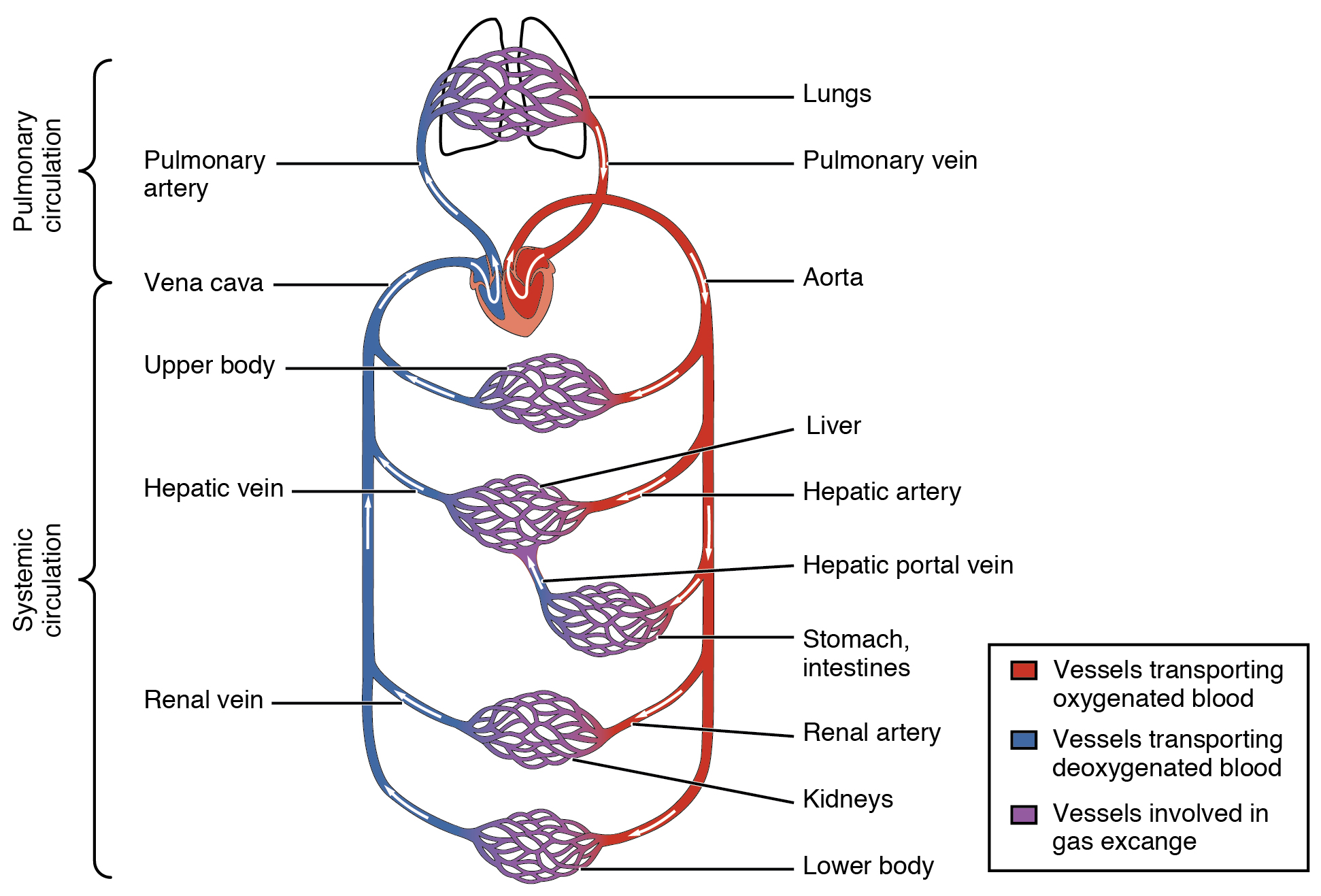 14.2.5 Systemic and Pulmonary Circuits