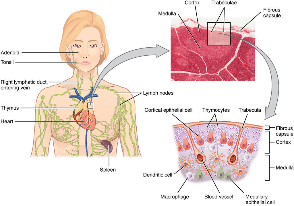 17.3.5 The Thymus