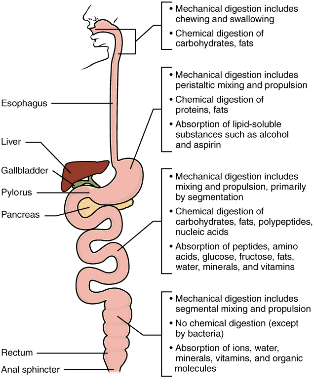 15.3.2 Mechanical and Chemical Digestion