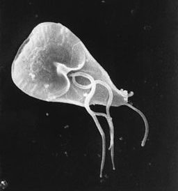 17.2d Giardia lamblia