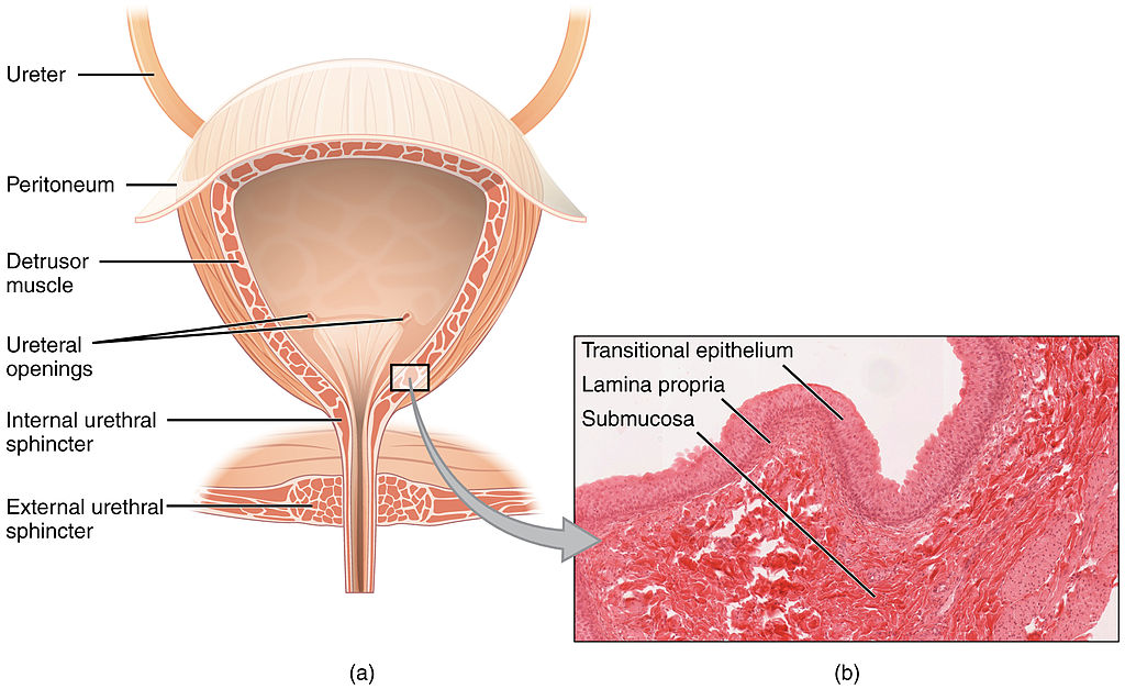 16.5.4 Urinary Bladder