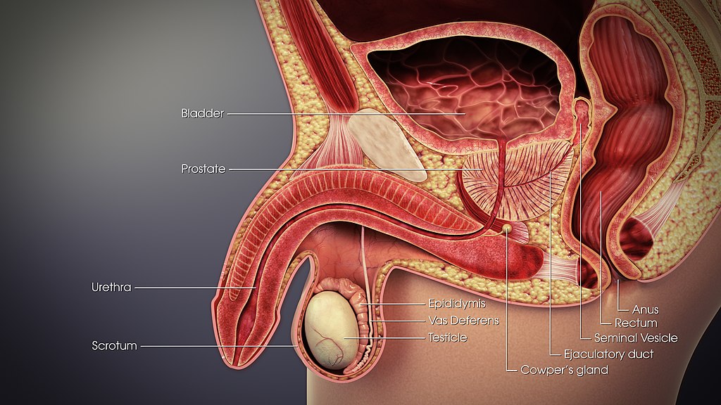 18.3.6 Accessory Glands