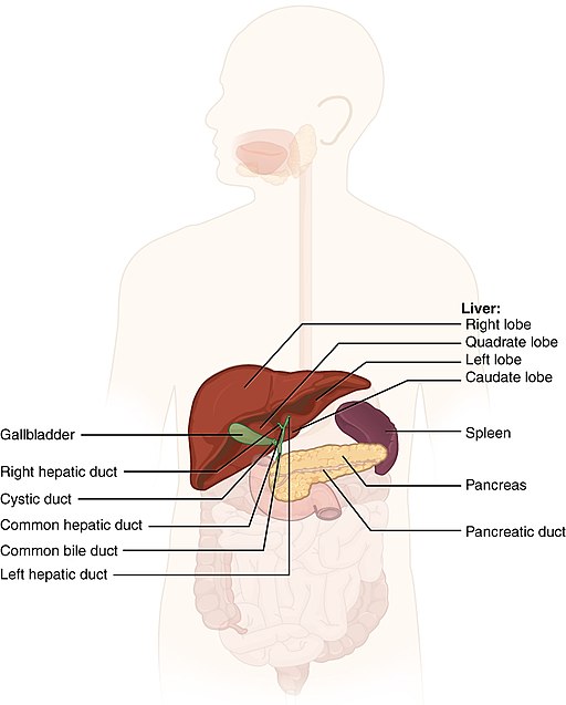 15.5.4 Pancreatic Duct and Common Bile Duct